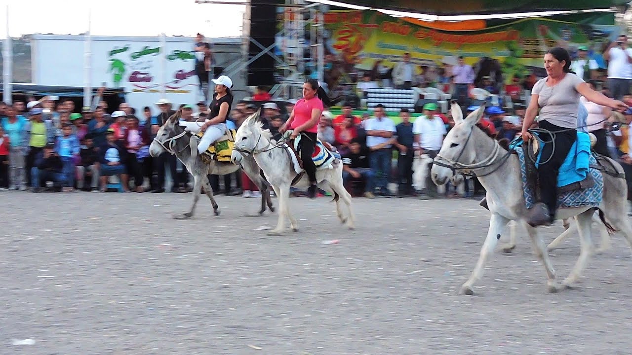 Burrocross - divertida carrera de burros - YouTube