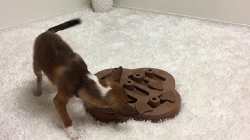 Dog Hide N`Slide - Composite - Nina Ottosson - New