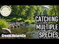 Ultralight Creek Fishing with Creek Life Lure Co Baits catching a variety of species of panfish.