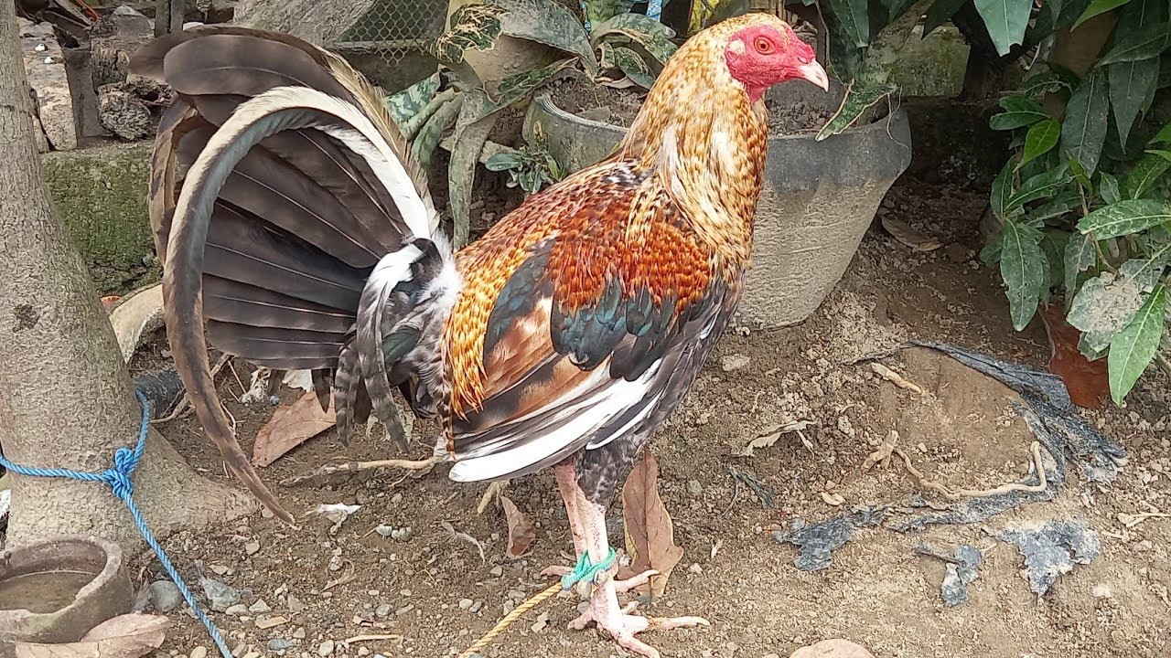 #chicken #hen #rooster #manok #jlcbackyard #youtubeshorts #shorts #breeder #backyardpoultryfarming