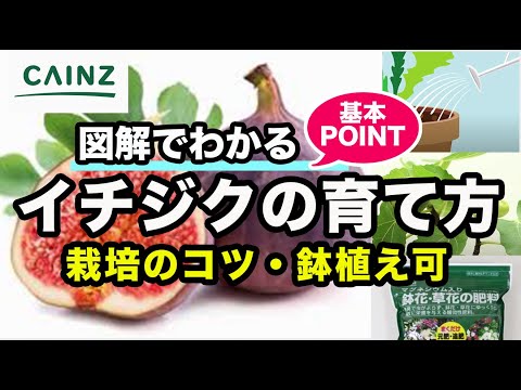 イチジクの育て方 いちじく栽培 カインズ花図鑑 Youtube