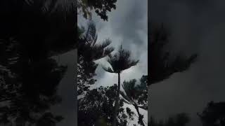 Nature’s Rhythms 🌴💨 | A peaceful yet powerful display of the wind moving through the palms.