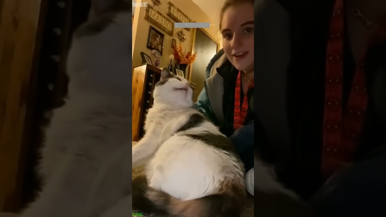 Cute Kittens 🐱 Cat videos Compilation 😼 # Episode 8081