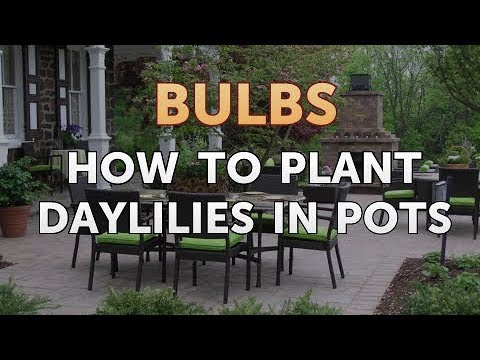 Video: Planting Daylilies (22 Bilder): Hvordan Plante I åpen Mark Om Høsten, Våren Og Sommeren? Å Velge Det Beste Stedet. Hvor Langt Skal Man Plante?