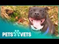 Tied Up Staffordshire Bull Terrier Saved Just In Time | The Dog Rescuers | Pets & Vets