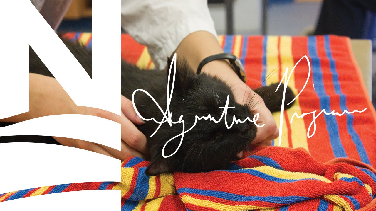 Veterinary Technician Program Overview Northern College YouTube