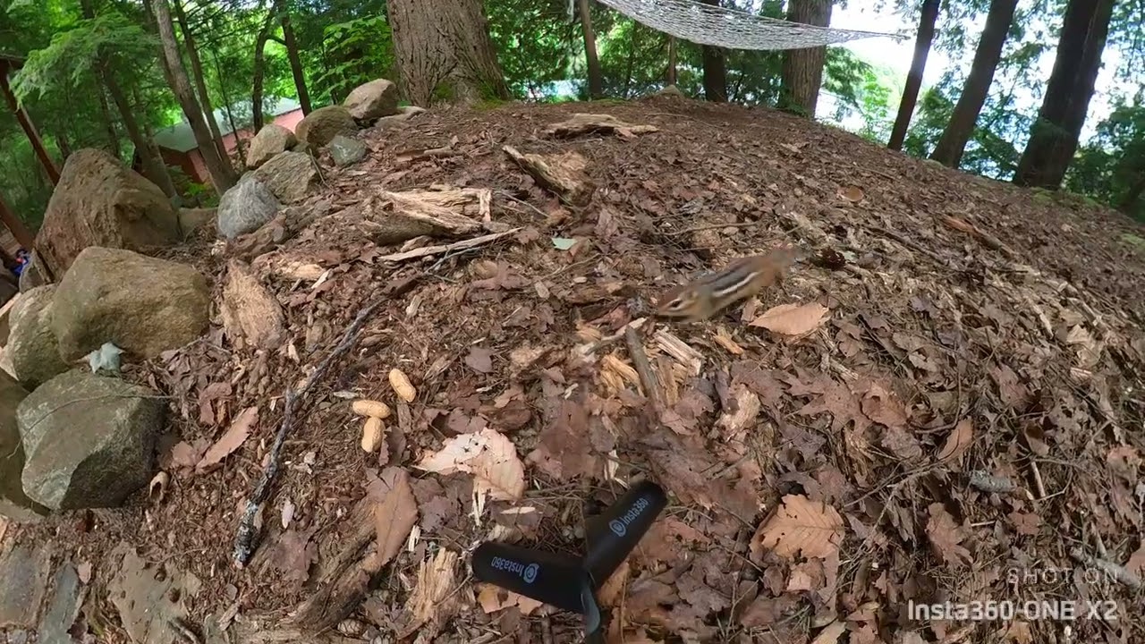 2022 Skeleton Lake - Chipmunks and a Blue Jay