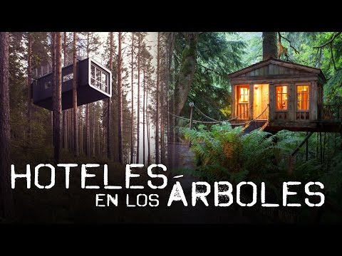 Video: Hotel árbol