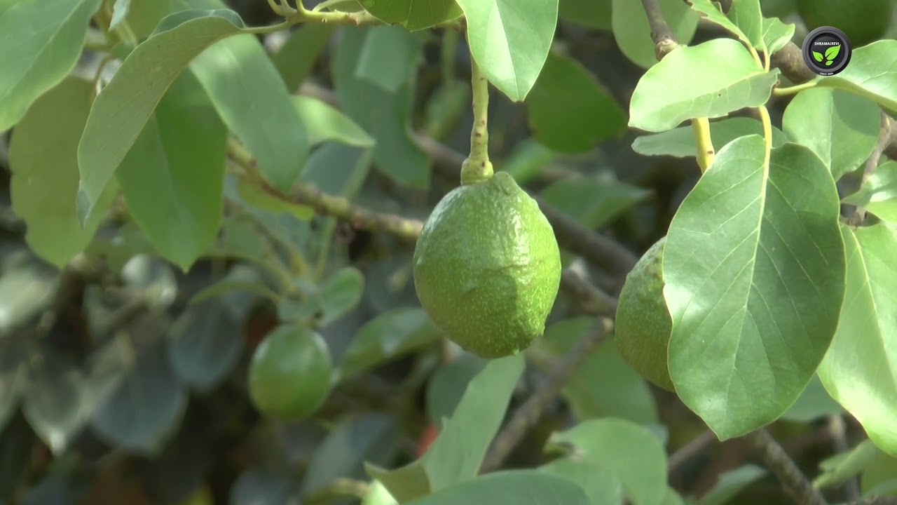 ಮಲಗಿರುವ ದೈತ್ಯ - ಬಟರ್ ಫ್ರೂಟ್ - ಭಾಗ -2 - ಡಾ. ಎಸ್. ವಿ. ಹಿತ್ತಲಮನಿ | Butter Fruit