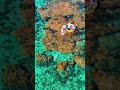 Maldives của Việt Nam - Kỳ Co - Eo Gió - Phú Yên | SAIGON INTOURCO
