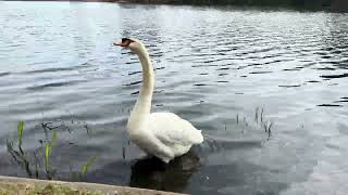 Water Birds | Aquatic Birds | Swan, Goose, Duck