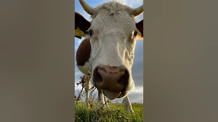 Old MacDonald had a Farm 🧑‍🌾 COW! 🐄 #animals #childrensmusic #singalong #supersimple #kidssongs