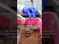 Gram Staining 🦠 Procedure Microbiology | GRAM STAINING | Bacterial Staining Technique #Bacteriology