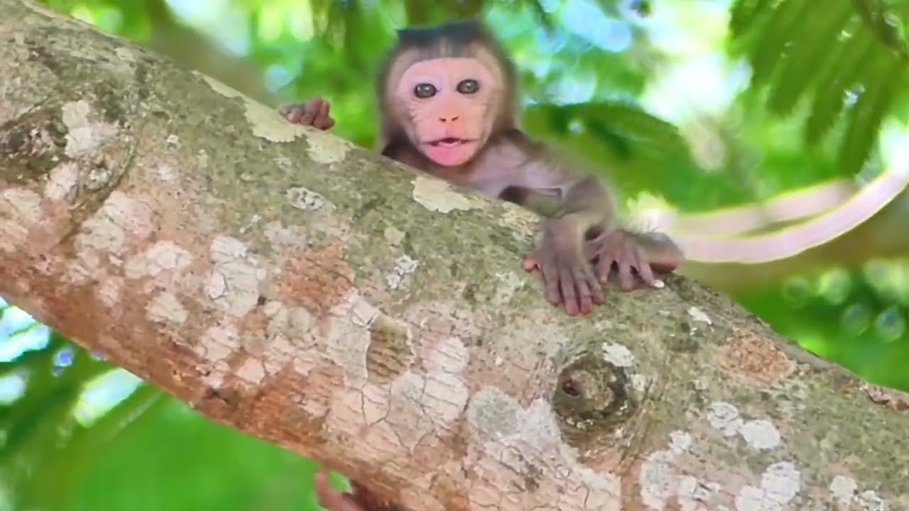 9 Breaking Heart Pitiful Baby Monkey Crying Seizures on Tree Alone