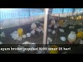 ayam broiler populasi 1000 umur 25 hari