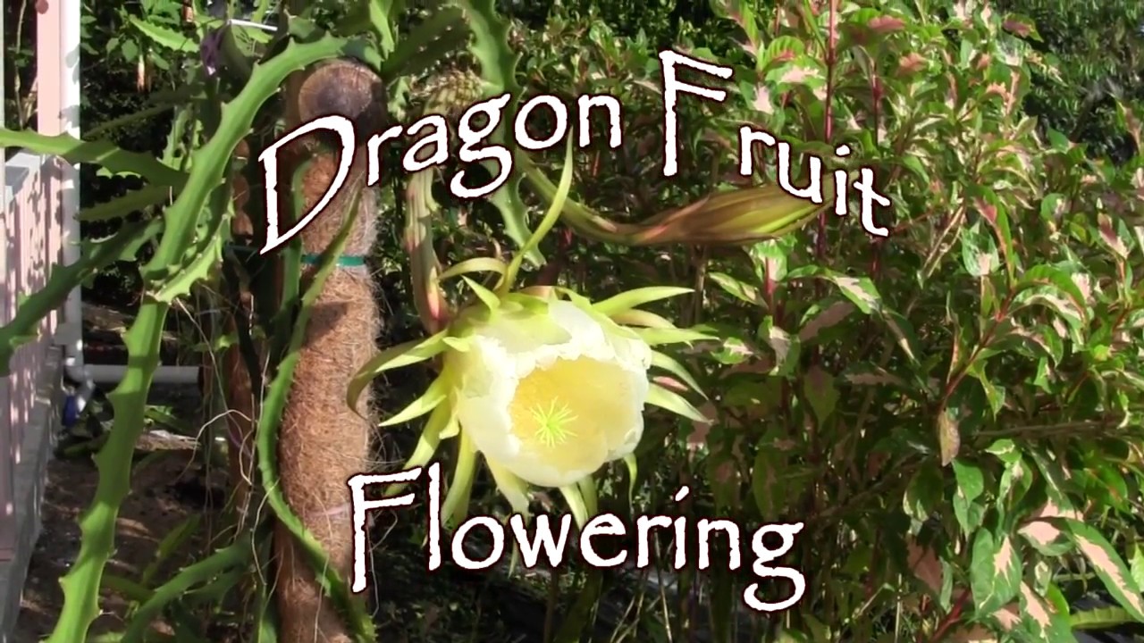 Dragon Fruit Flowering YouTube