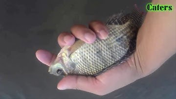 Thả lưới bắt cá suối mùa nước cạn