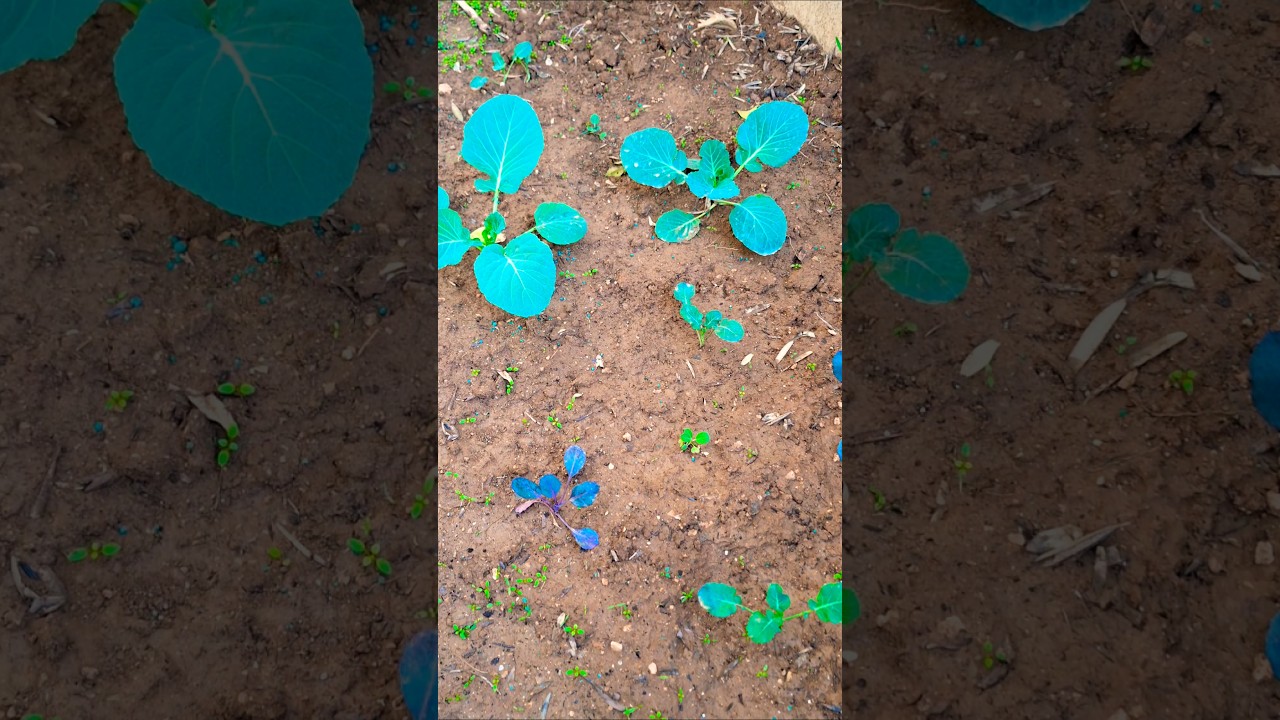 what to plant in winter, cabbage,  broccoli