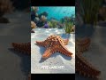 Amazing Animal Transformation | Starfish, Lizard &amp; Snake Evolution 🥔