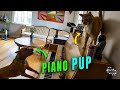 Dog plays the piano to greet owner