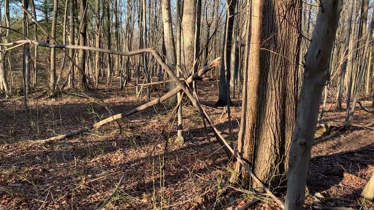 The Asterik Made it Through Winter