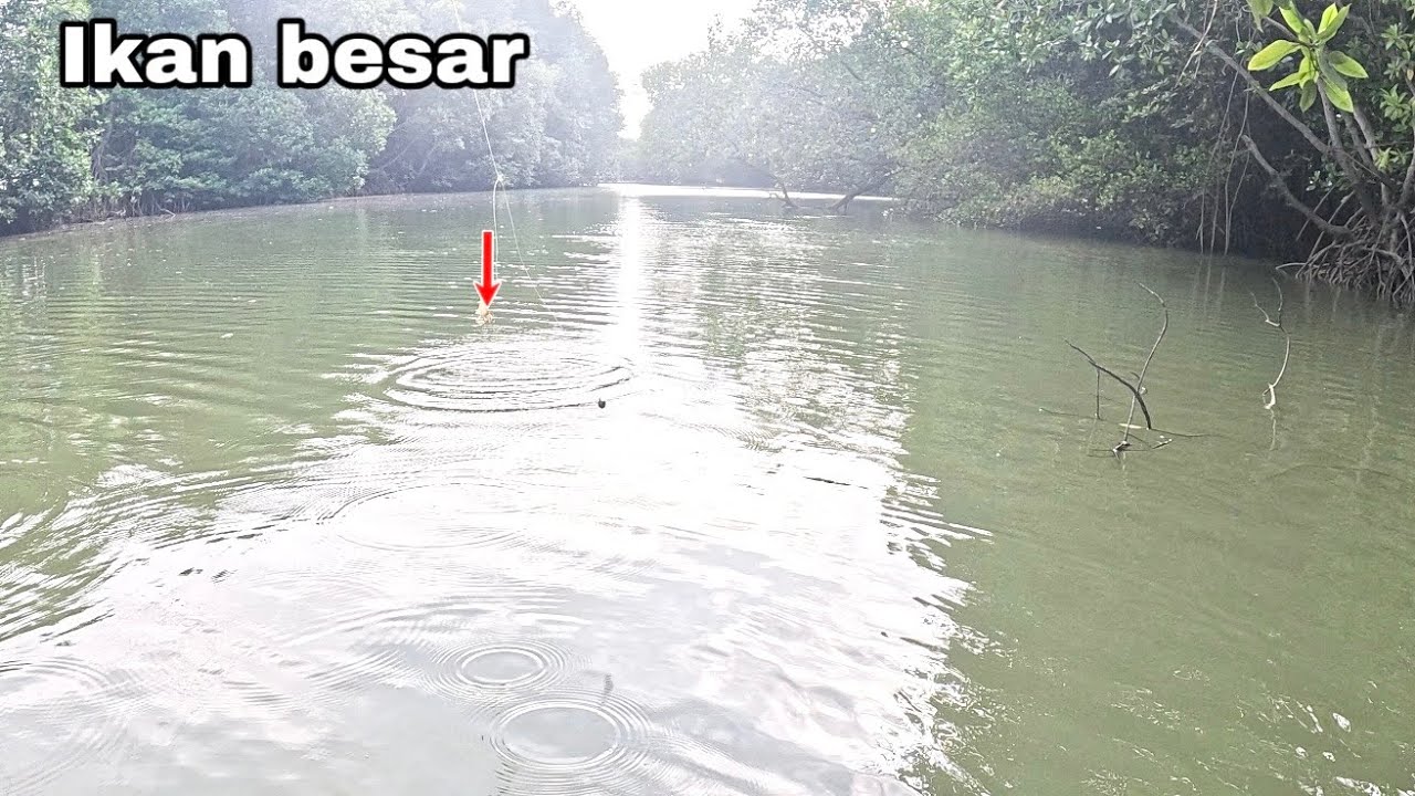Bukti Ganasnya Ikan BESAR Kakap umpan turun langsung disambar!! Mancing kakap putih