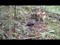 Охота с собаками на барсука