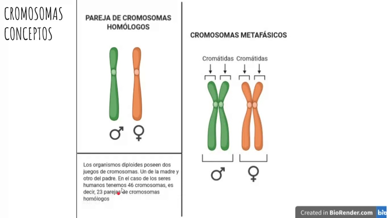 Que Son Los Cromosomas Homologos Dinami