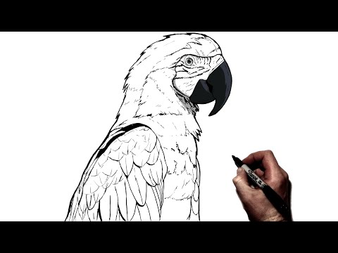 فيديو: كيفية رسم ببغاء متموج