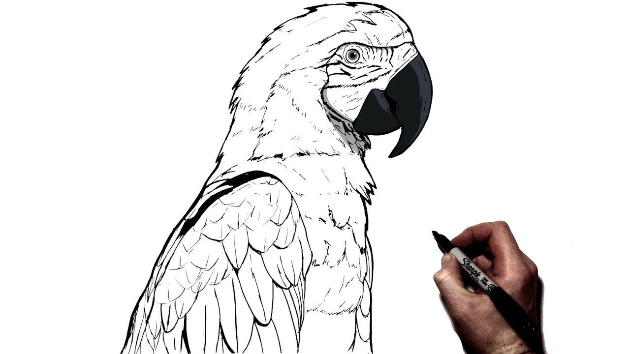 Parrot Sketch Coloring Page