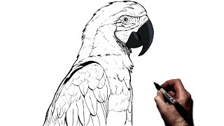 How To Draw A Parrot | Step By Step
