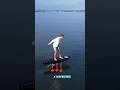 This Surfboard Lets You Glide Like a Bird on Water "Hydrofoil"