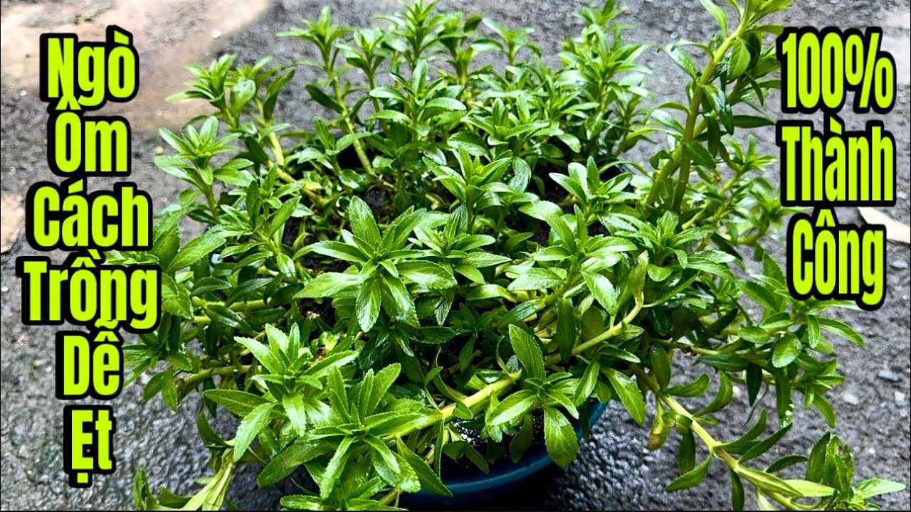 Cách Trồng Rau Ôm Trong Chậu Dễ Ẹt 💯 Thành Công , Ai Cũng Làm Được 