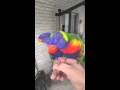 Talking rainbow lorikeet