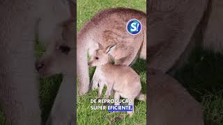 3 VAGINAS E 2 PÊNIS? Sim, isso é possível! #curiosidades #vidaselvagem