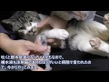 猫にシリンジ（注射器）で経口補水液をあげてみる☆リキちゃんに回復の兆しが見えてきた☆ヘアボール・毛球症の猫・病気の記録【リキちゃんねる　猫動画】Cat videos キジトラ猫との暮らし