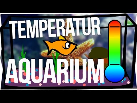 wassertemperatur-im-aquarium-|-wasser-|-garnelentv