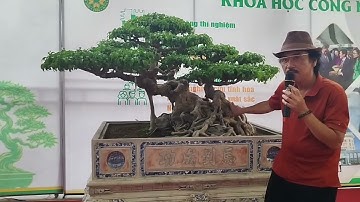 Thế cây mẫu tử qua lời bình rất sâu sắc và ý nghĩa của nhà nghiên cứu Trần Hiền