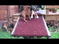 Boxer Puppies on a &quot;Ramp&quot;age!!