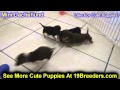 Miniature Dachshund, Puppies For Sale, In, Kent, Washington, WA, Bainbridge Island, Mercer Island, M Miniature Dachshund, Puppies For Sale, In, Kent, Washington, WA, Bainbridge Island, Mercer Island, M
