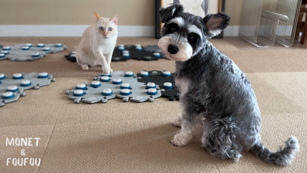 This big sister dog gently teaches her brother the meaning of the
