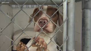 Fort Bend animal shelter needs help fostering pets this cold weekend