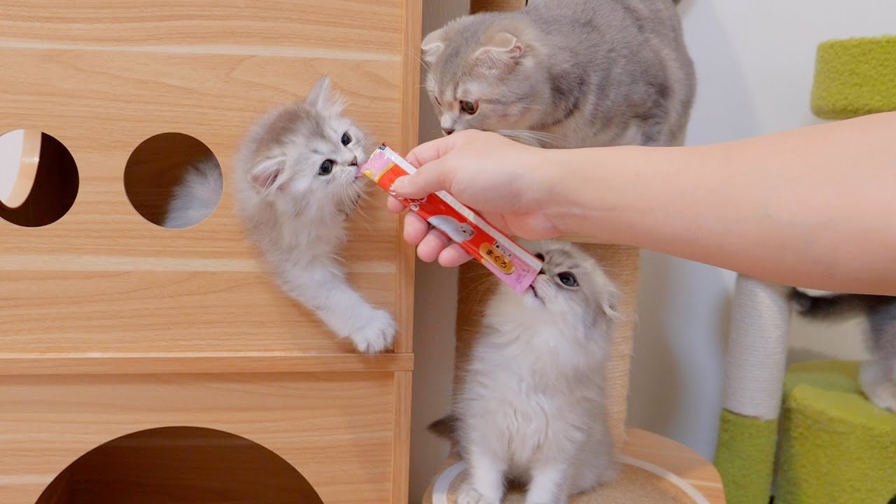 Котёнок, который не отпускал любимые сладости, был таким милым...