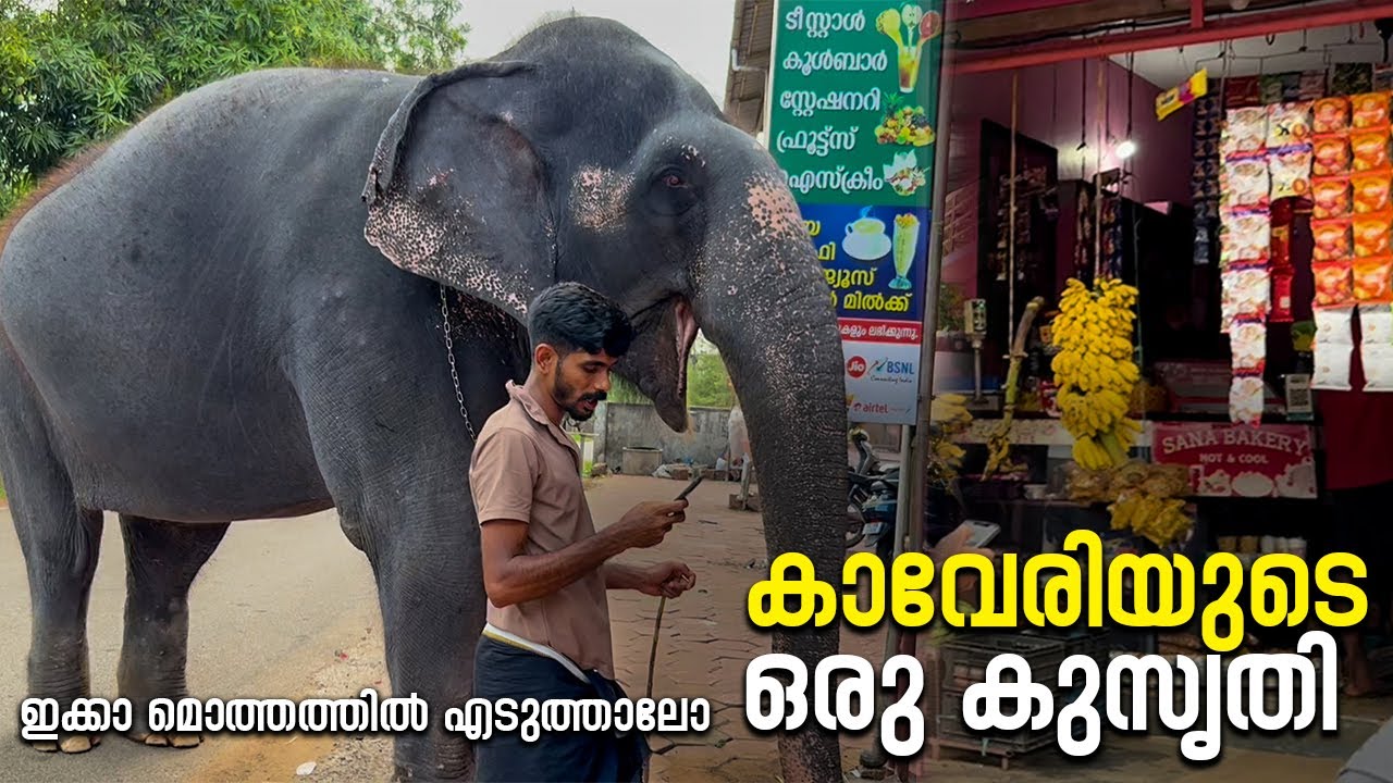 ഇക്കാ മൊത്തത്തിൽ എടുത്താലോ  I Kaveri ELephant Malappuram #aana #kaveri #trending