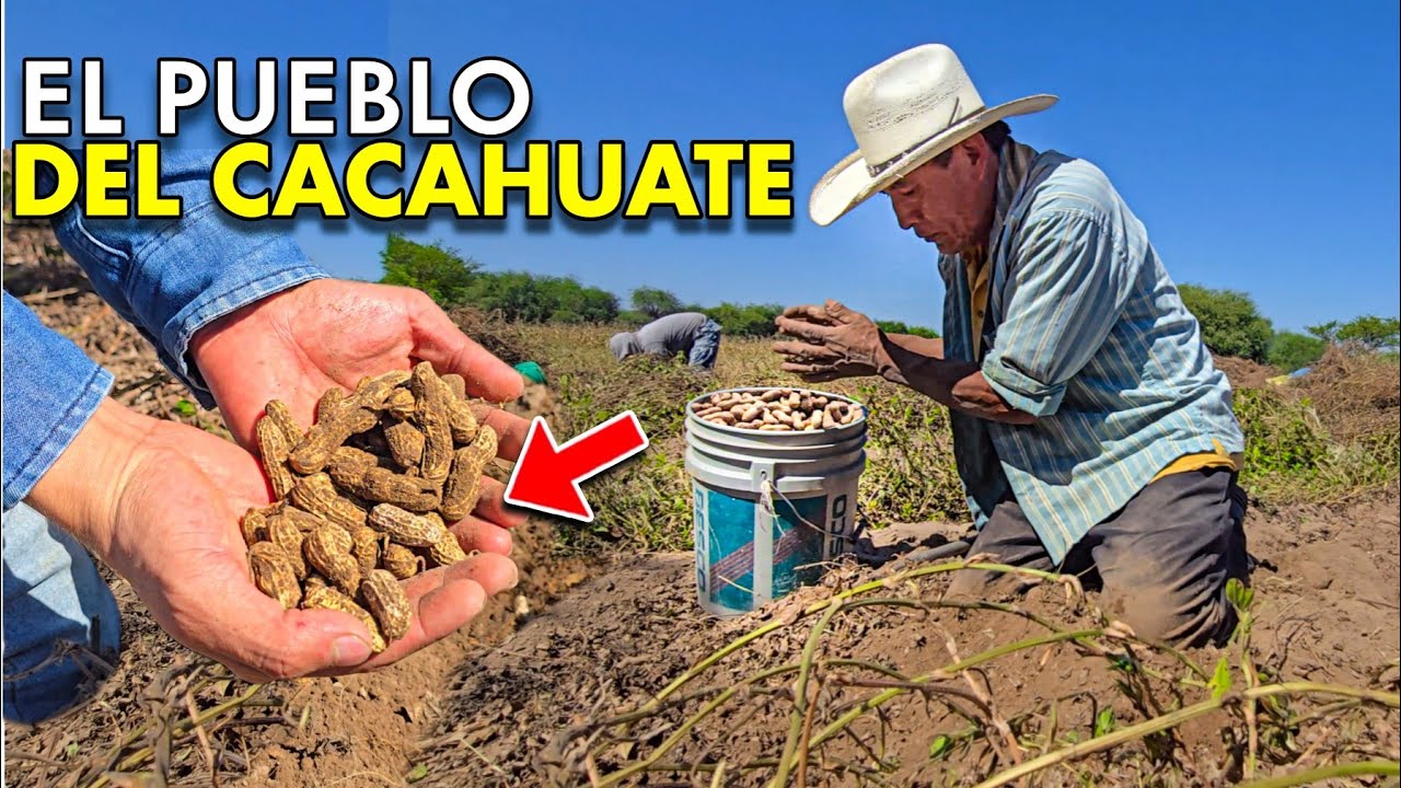 Manos SUCIAS Dinero LIMPIO - Así se Cosecha el CACAHUATE