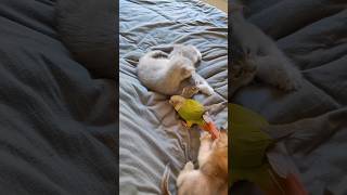This parrot and these kittens are very good friends. #birds #parrot #cute #parrots #pets #shorts