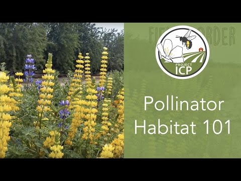 Pollinator Habitat 101: Incorporating Flowers on Farms to Support Bees