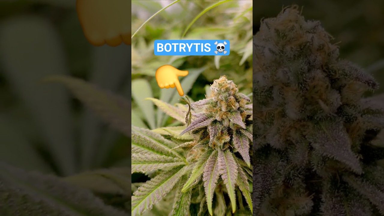 Schimmel / Botrytis !? - In der Blüte!