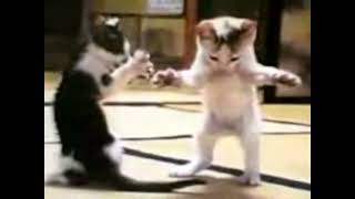 Tencere tava kuşkana kedi dansı - komik