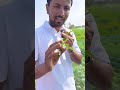 सब्जी या बीज? एक ही पौधे के दो अलग रूप!🌿🌱#indianfarmer #shorts